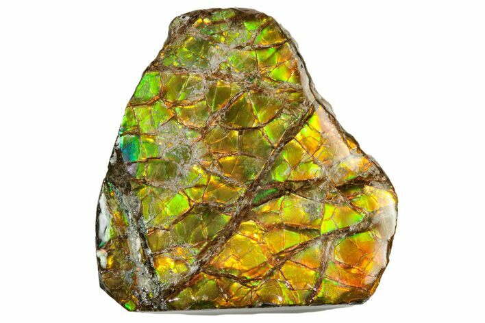 Iridescent Ammolite (Fossil Ammonite Shell) - Alberta #243034